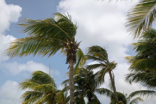 Palm trees bending in strong wind under a heavy cloudy sky before a storm